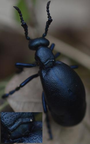 Meloe violaceus